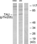 Tau (Phospho-Thr205) antibody