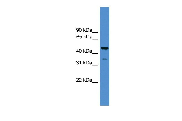 TAF5L antibody - N-terminal region