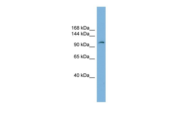Pgr antibody - middle region