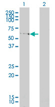 LSM16 Antibody (monoclonal) (M01)