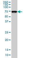 NEDD1 Antibody (monoclonal) (M05)