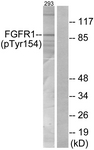FGFR1 (Phospho-Tyr154) antibody