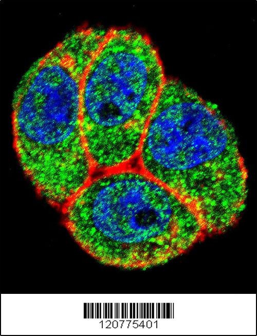 PTK2 Antibody