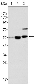 MYST1 Antibody