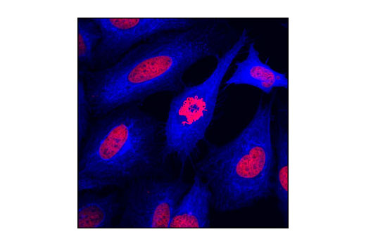 Anti-mouse IgG (H+L), F(ab') 2 Fragment (Alexa Fluor ® 647 Conjugate)