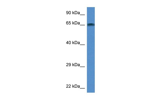 Taf6l antibody - middle region