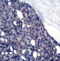 IkB a Antibody