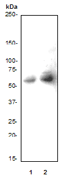 c-Myc Antibody Phospho (pT58/pS62)
