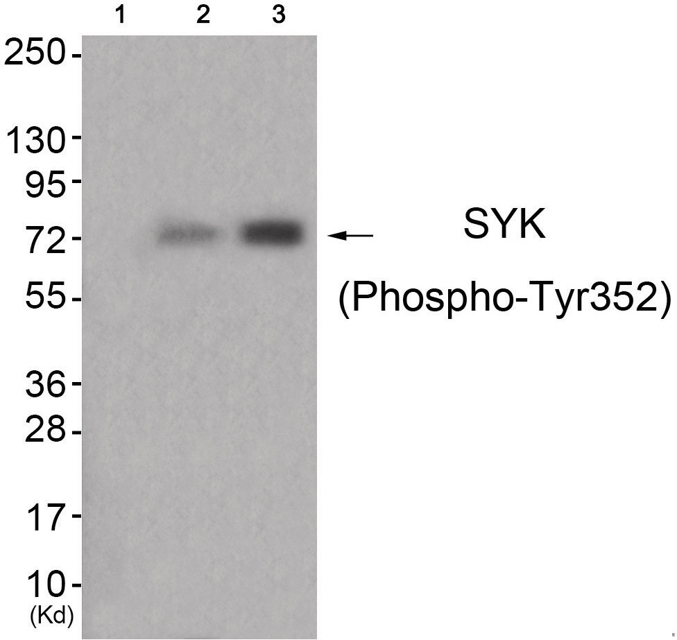 SYK (phospho Tyr352) Antibody
