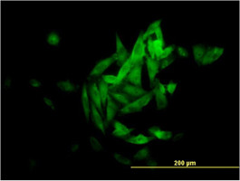 NQO1 Antibody (monoclonal) (M01)