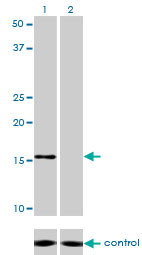 NDUFB7 Antibody (monoclonal) (M01)