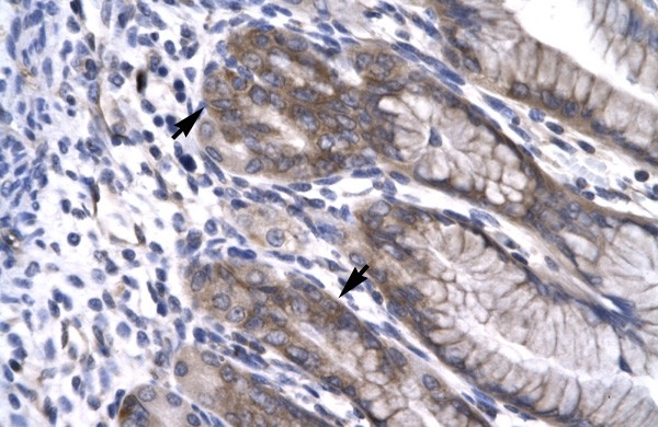 NPAS1 antibody - C-terminal region