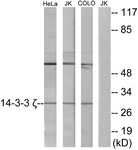 14-3-3 zeta antibody