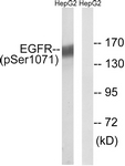 EGFR (Phospho-Ser1071) antibody
