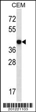 MAPK3 Antibody (ascites)