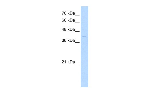 MKX antibody - middle region