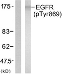 EGFR (Phospho-Tyr869) antibody