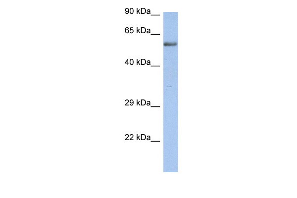 ZNF513 antibody