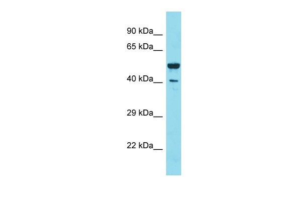 DVL2 Antibody - middle region