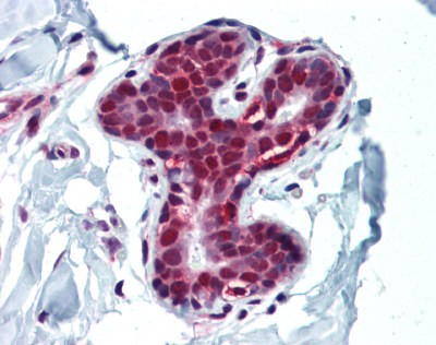 HDAC1 Antibody, Monoclonal