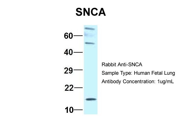 SNCA antibody - middle region