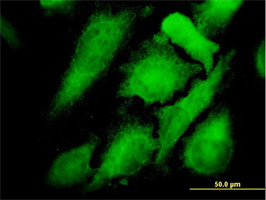 MAPK12 Antibody (monoclonal) (M06)