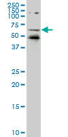 NR1D1 Antibody (monoclonal) (M05)