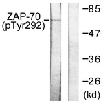 ZAP-70 (Phospho-Tyr292) antibody