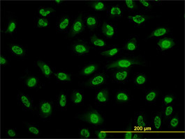 NFKB1 Antibody (monoclonal) (M01)