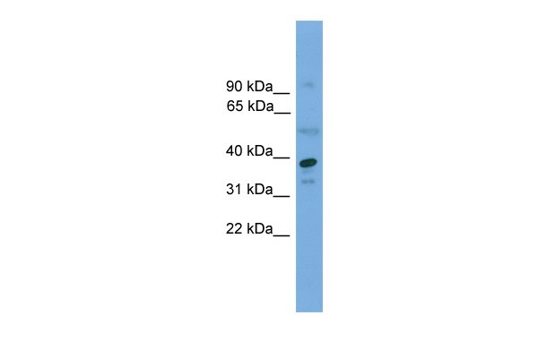 APEX1 antibody - middle region