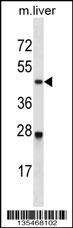 Mouse Cdk2 Antibody