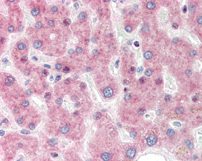IRF3 Antibody