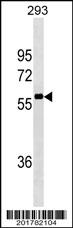 NCOA4 Antibody