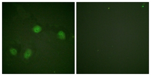 C-RAF (Phospho-Ser621) antibody