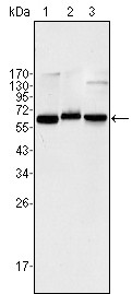 NF-?B p65 Antibody