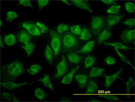 MAPK12 Antibody (monoclonal) (M05)