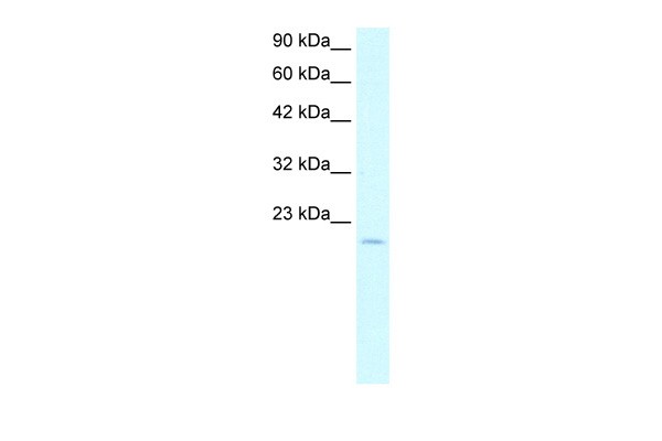 ARNTL antibody - N-terminal region