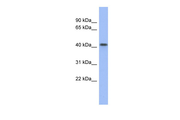 FIZ1 antibody - middle region