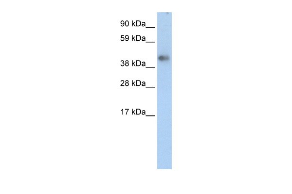 ZNF620 antibody