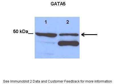 GATA5 antibody