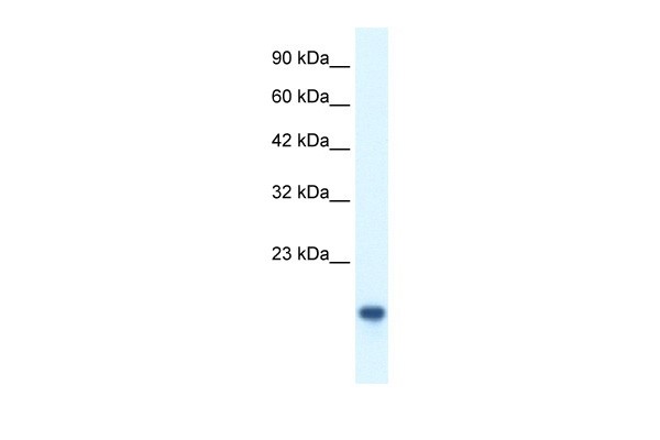 MYCBP antibody
