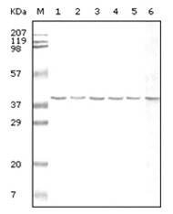 GAPDH Antibody