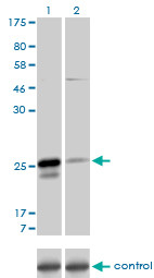 MS4A7 Antibody (monoclonal) (M06)