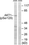 Akt (Phospho-Ser129) antibody