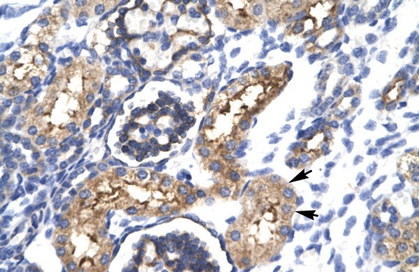 EHF antibody