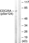 CDC25A (Phospho-Ser124)antibody