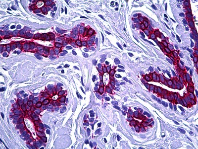 Keratin Antibody