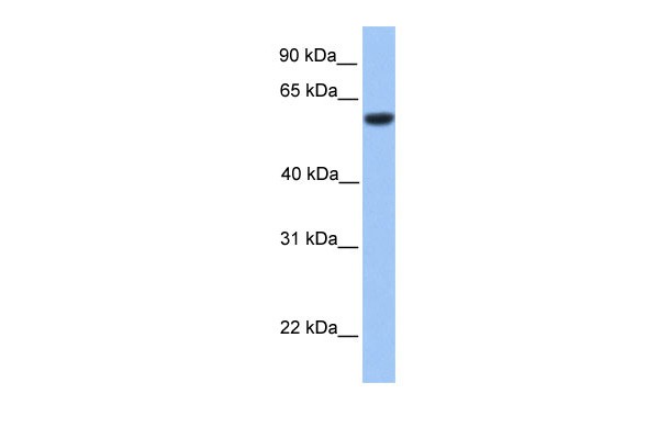 ZNF545 antibody