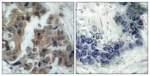 BAD (Phospho-Ser136) antibody