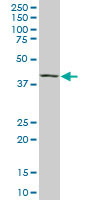 MAF Antibody (monoclonal) (M02)